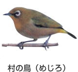 村の鳥 メジロ｜福岡県田川郡赤村
