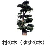 村の木 ゆすの木｜福岡県田川郡赤村